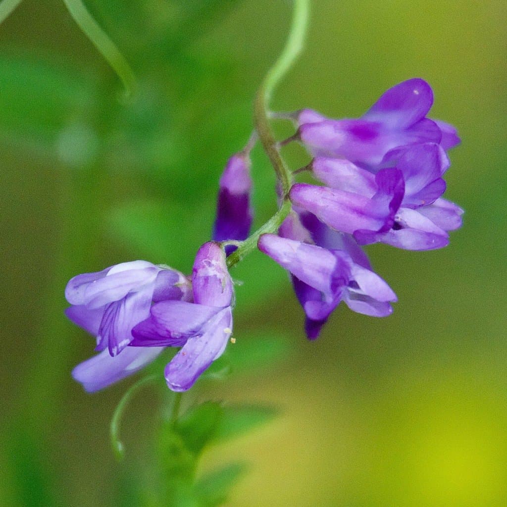 Vicia cracca L.