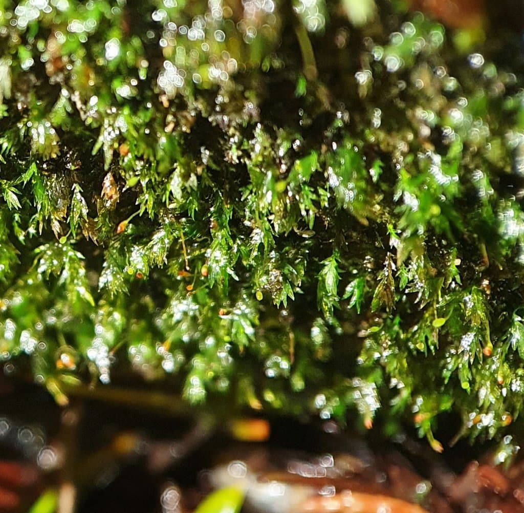 Fissidens gracilifolius Brugg.-Nann. & Nyholm