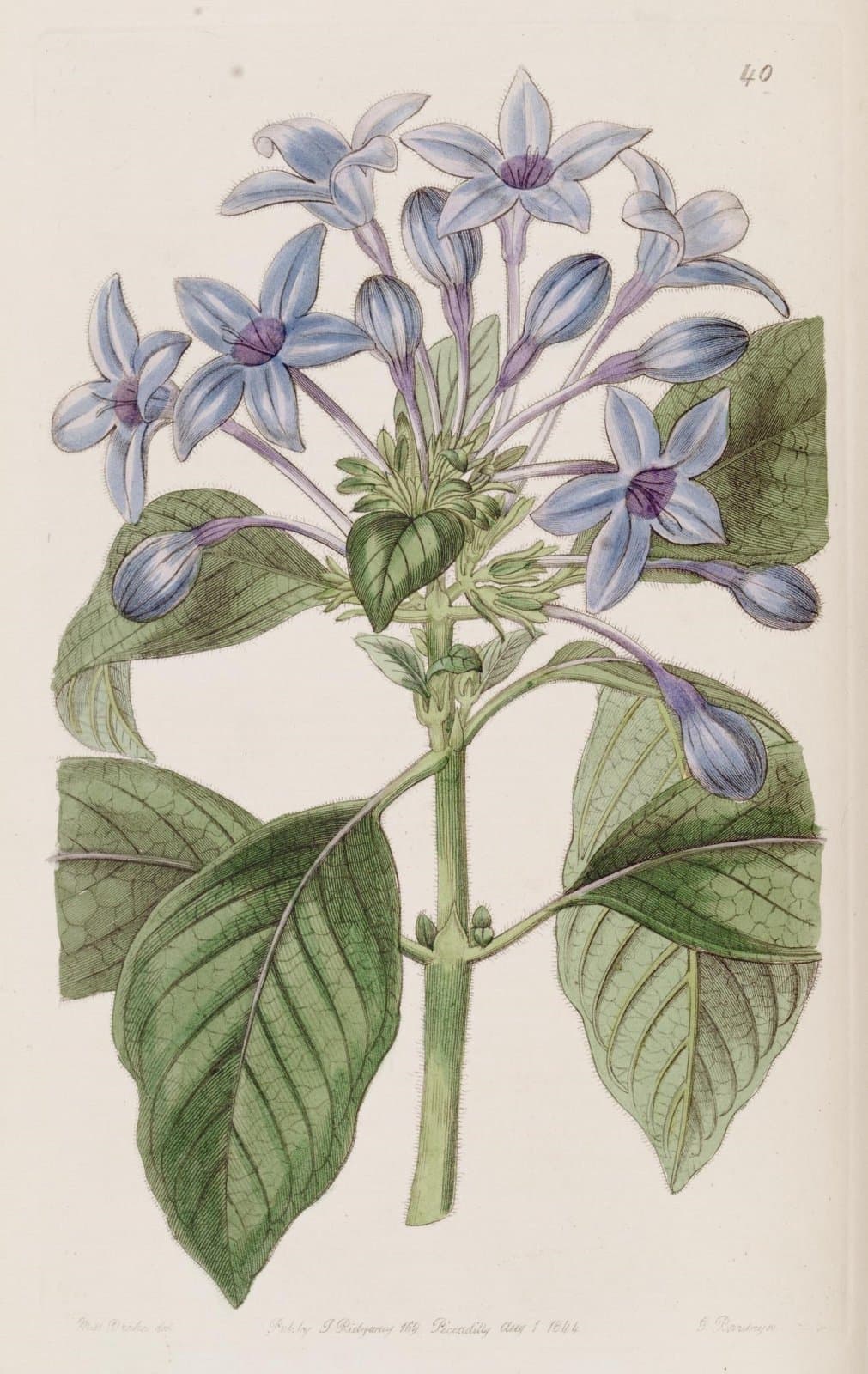 Hindsia violacea Benth. ex Lindl.