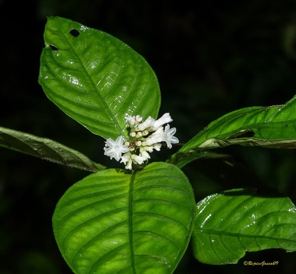 Ophiorrhiza aureolina H.S.Lo