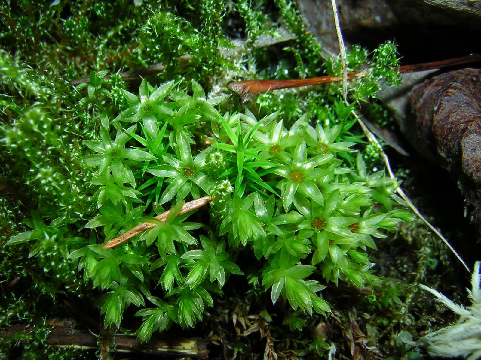 Mnium spinosum (Voit) Schwägr.