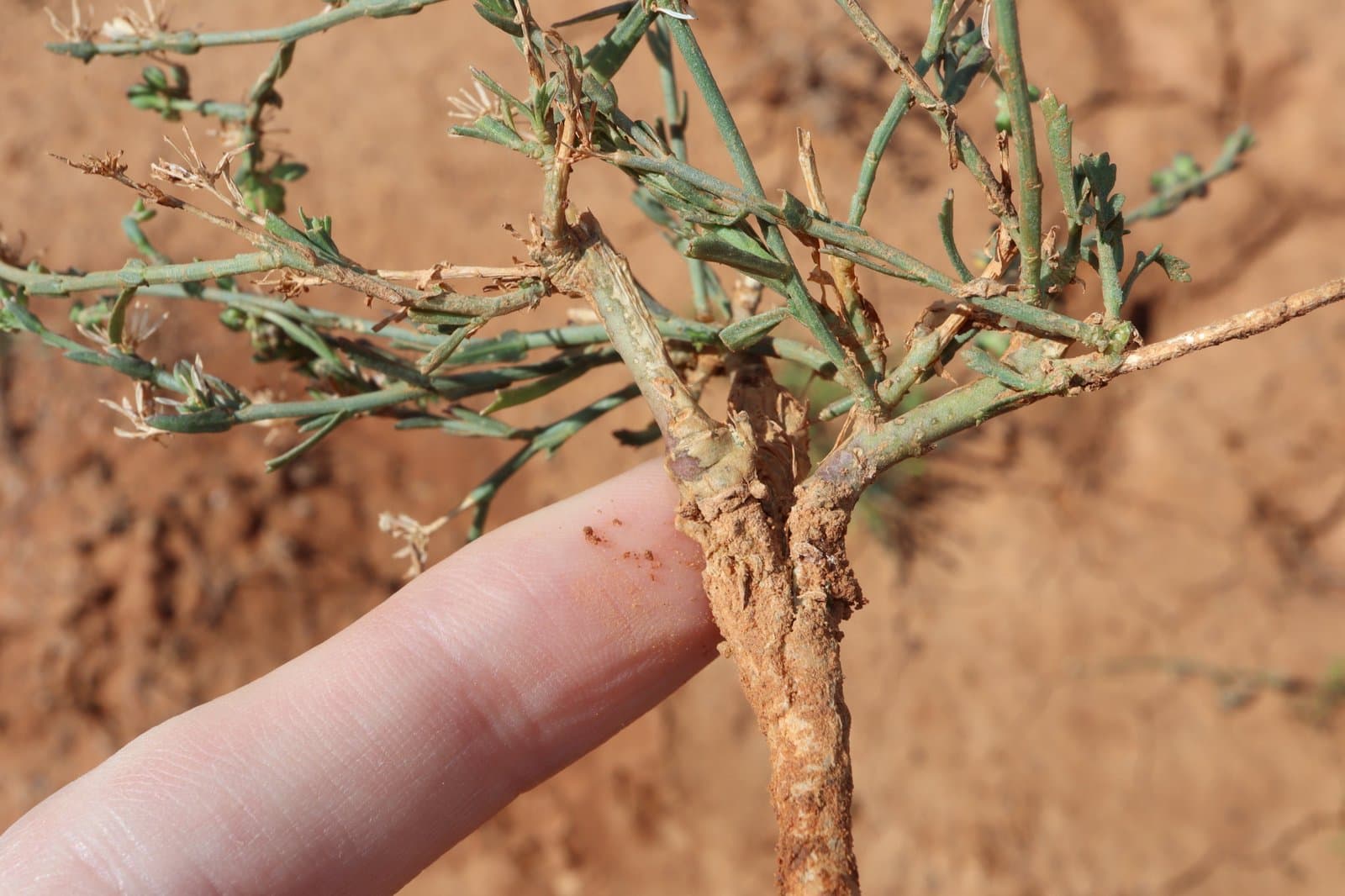 Lepidium fasciculatum Thell.