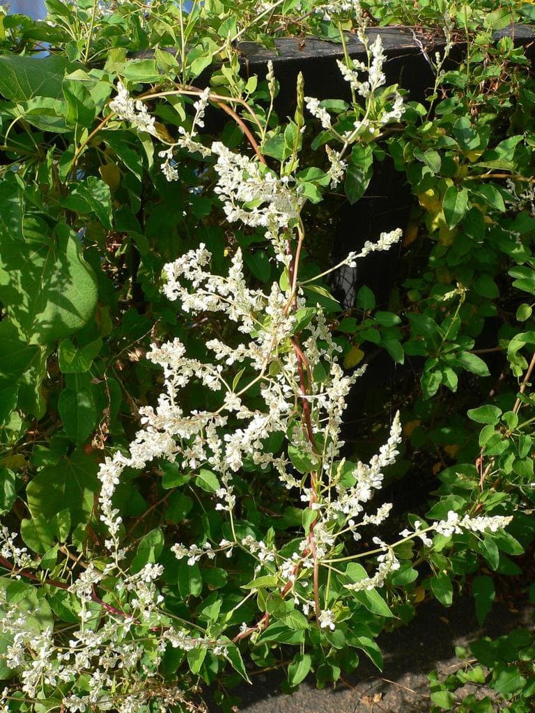 Fallopia baldschuanica (Regel) Holub