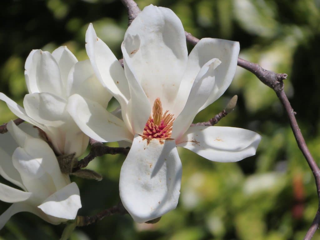 Magnolia denudata Desr.
