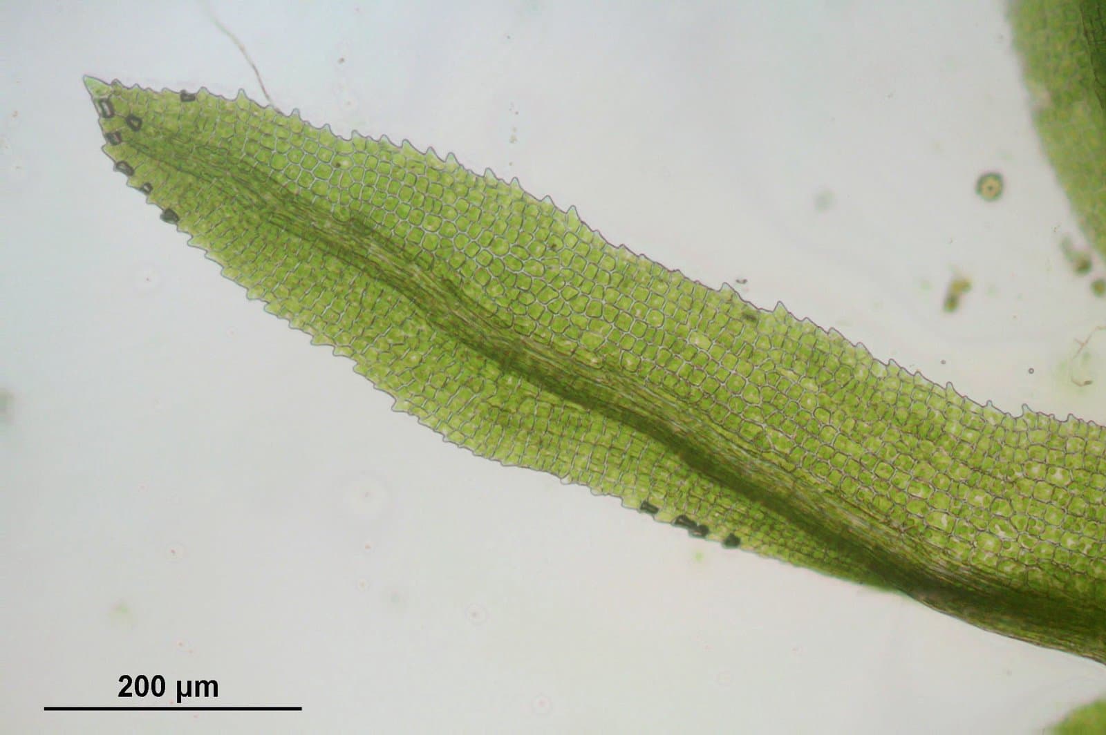 Rhabdoweisia crispata (Dicks.) Lindb.
