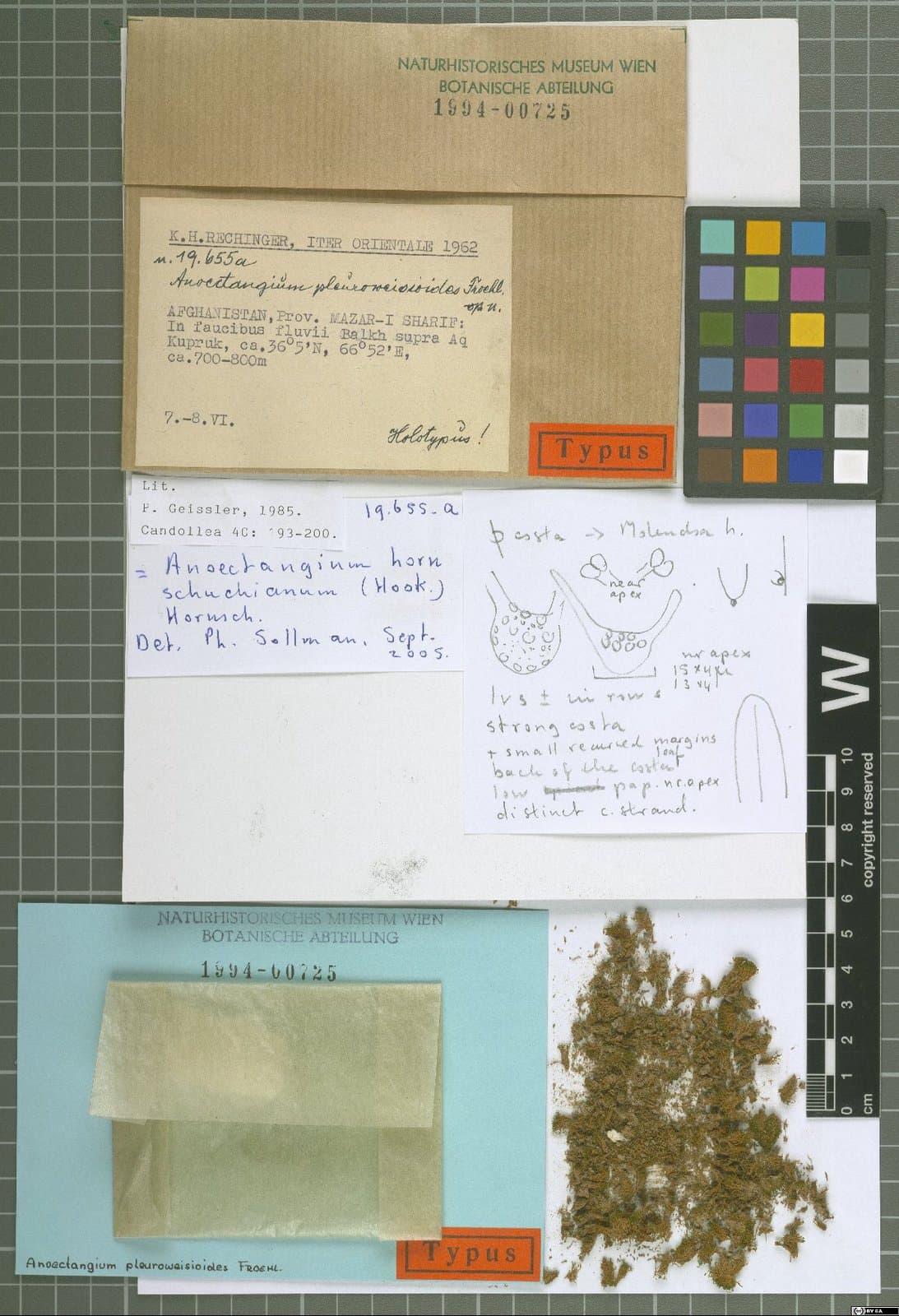 Molendoa hornschuchiana (Hook.) Lindb. ex Limpr.