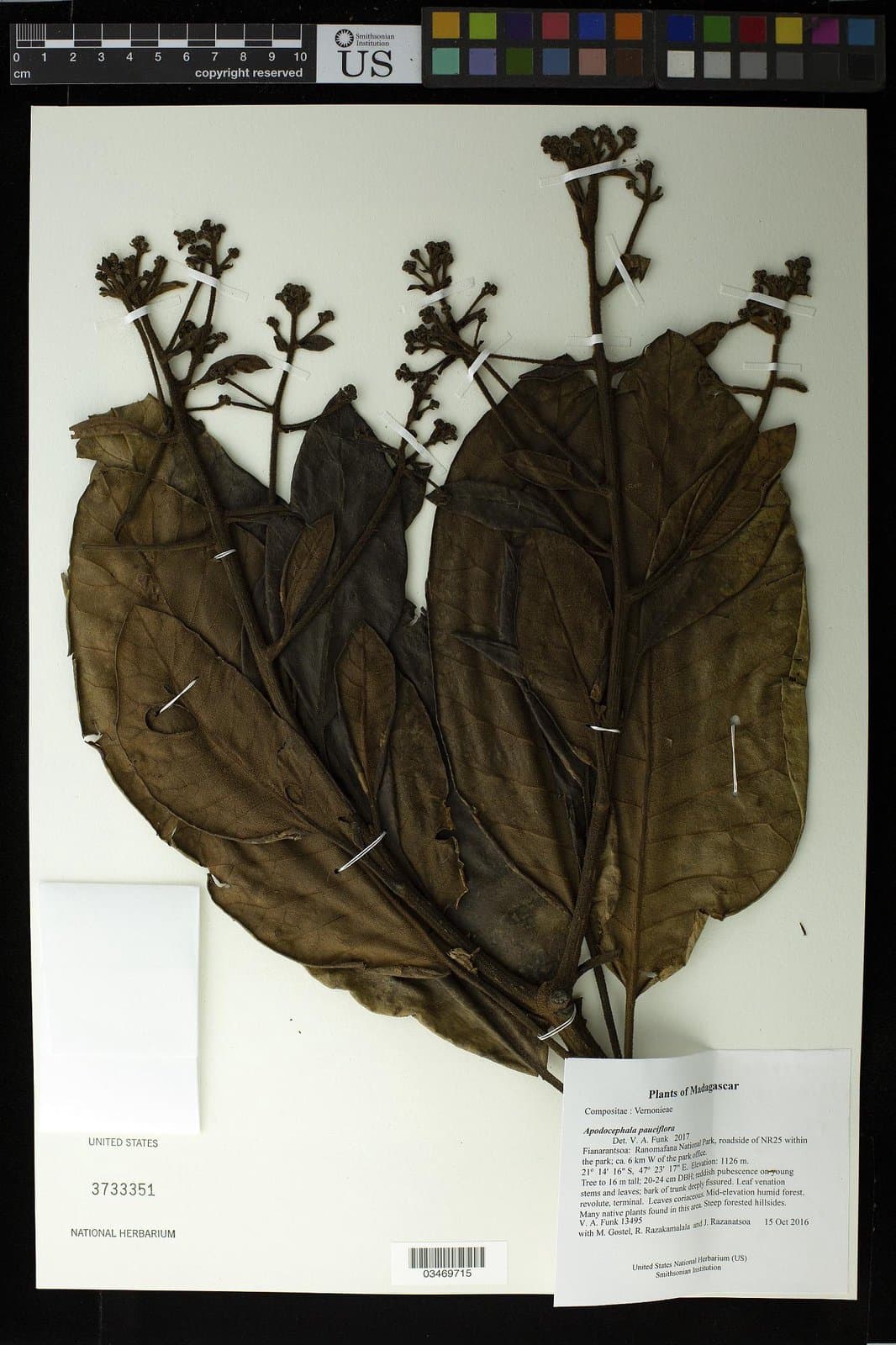 Apodocephala pauciflora Baker