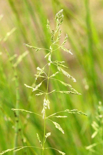 Poa trivialis L.
