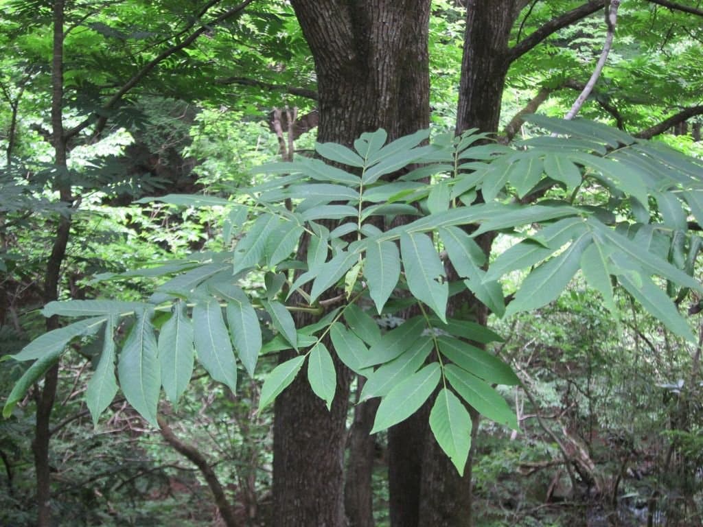 Fraxinus mandshurica Rupr.