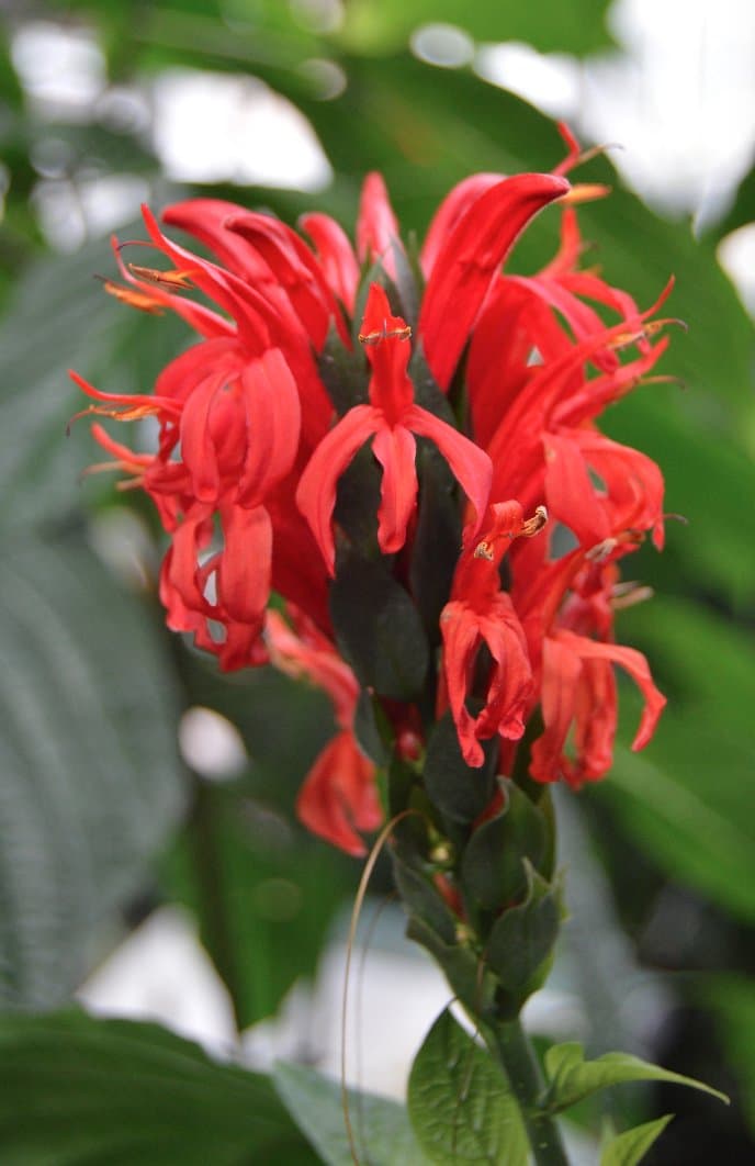 Pachystachys coccinea (Aubl.) Nees