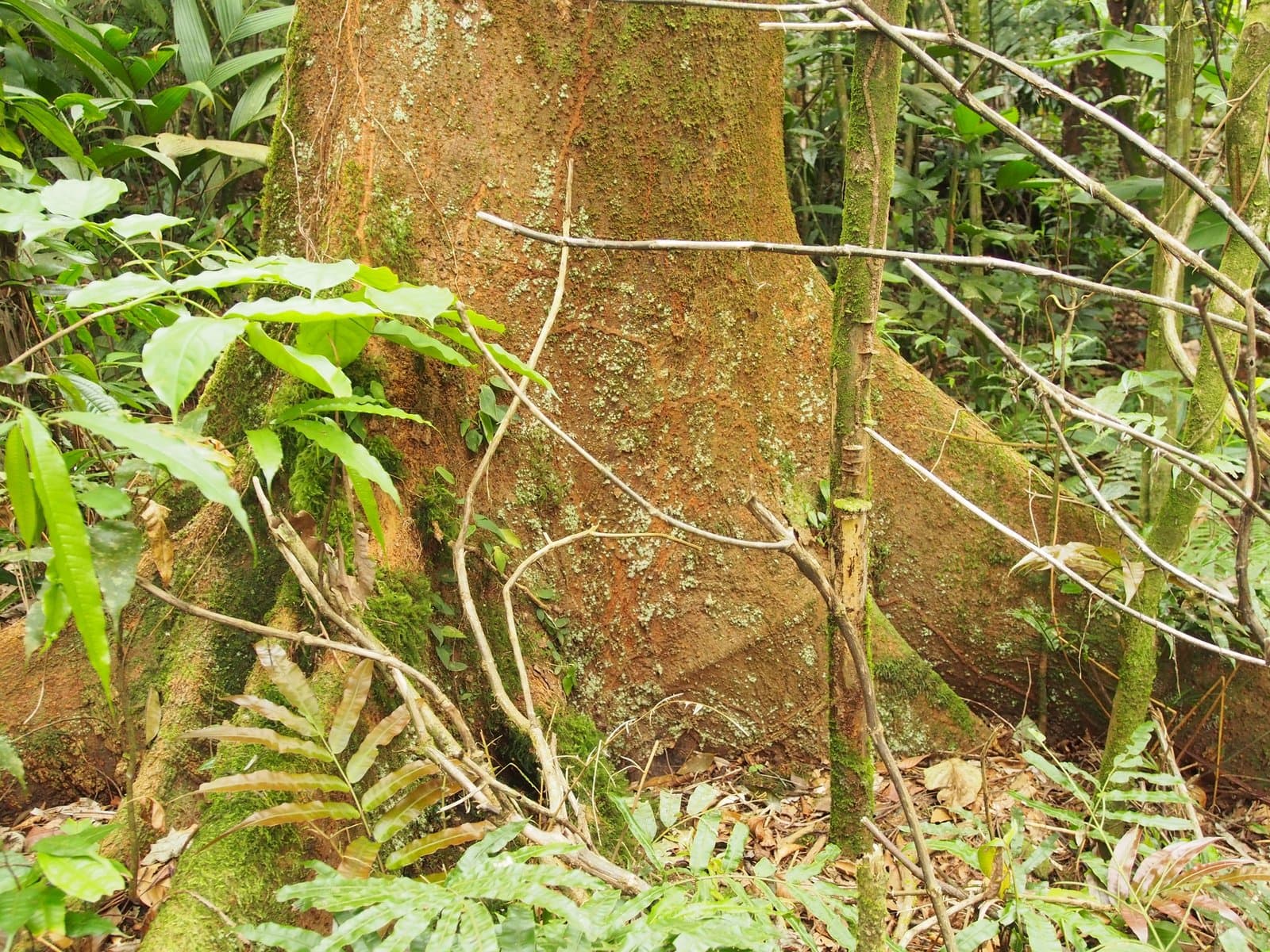 Hymenolobium mesoamericanum H.C.Lima