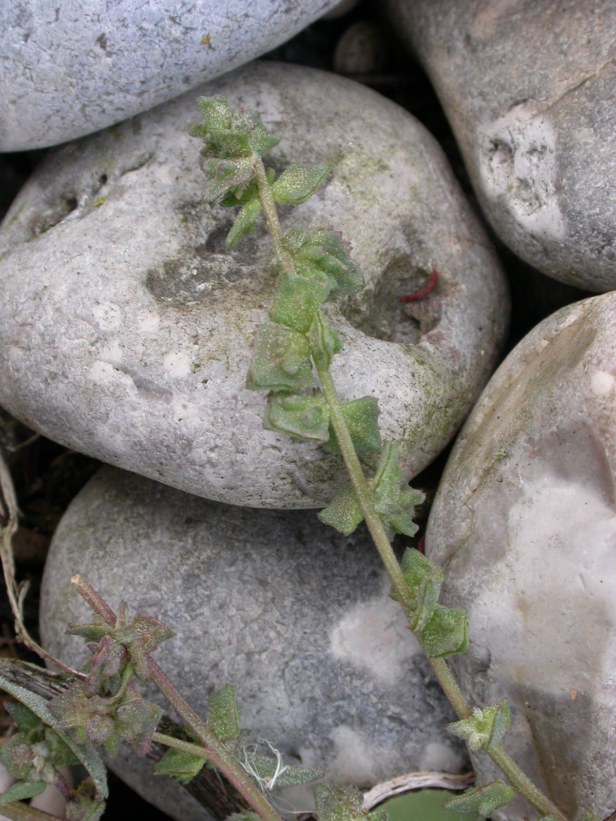 Atriplex glabriuscula Edmondston