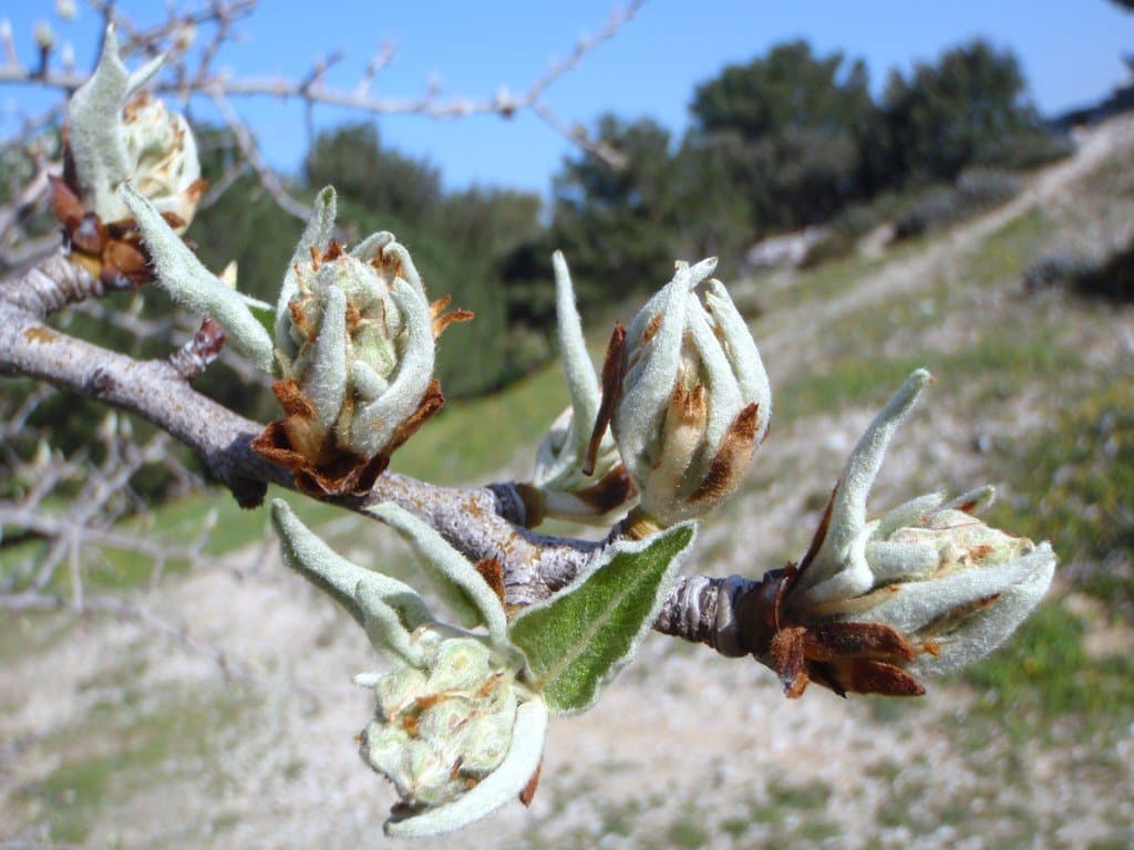 Pyrus spinosa Forssk.