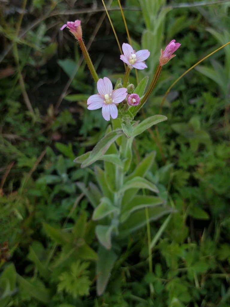 Epilobium parviflorum Schreb.