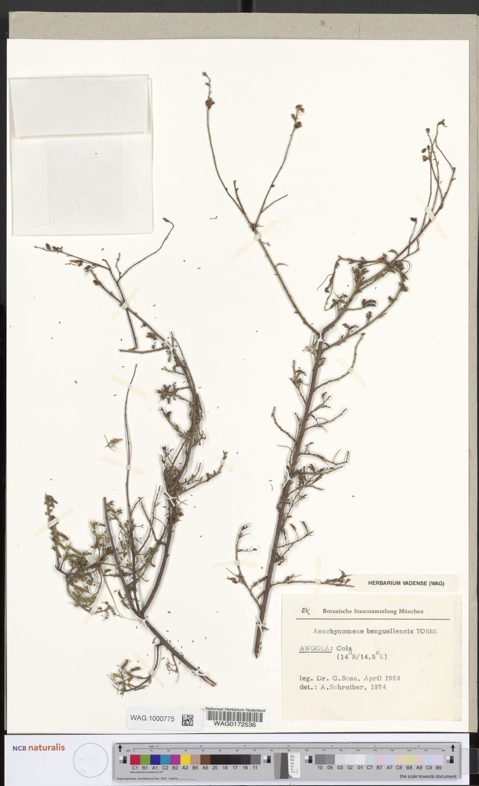 Aeschynomene benguellensis Torre