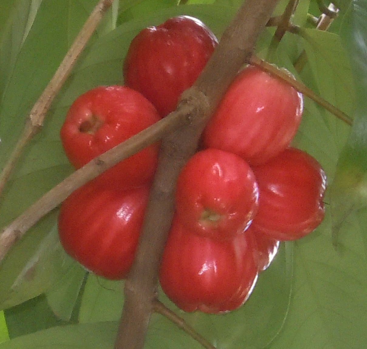 Syzygium malaccense (L.) Merr. & L.M.Perry