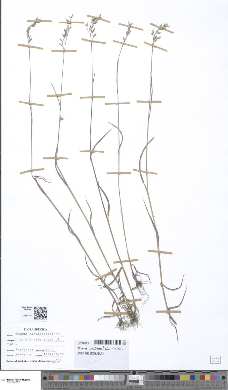 Bromus pseudosecalinus P.M.Sm.
