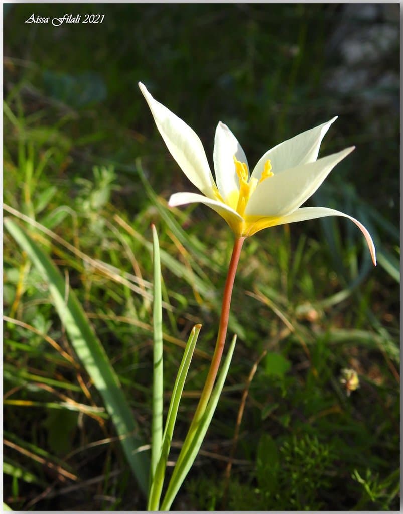 Tulipa sylvestris L.