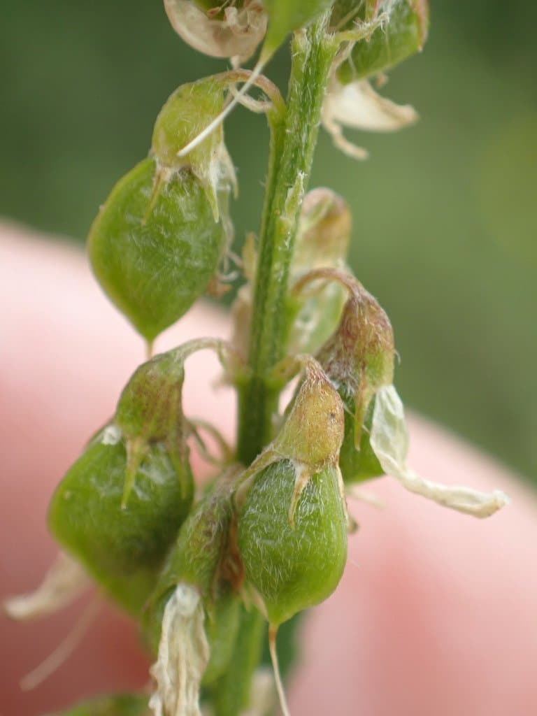 Melilotus altissimus Thuill.