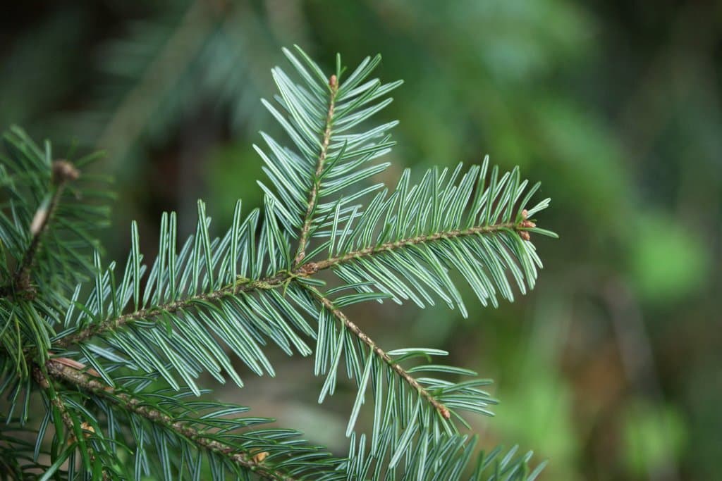 Abies alba Mill.