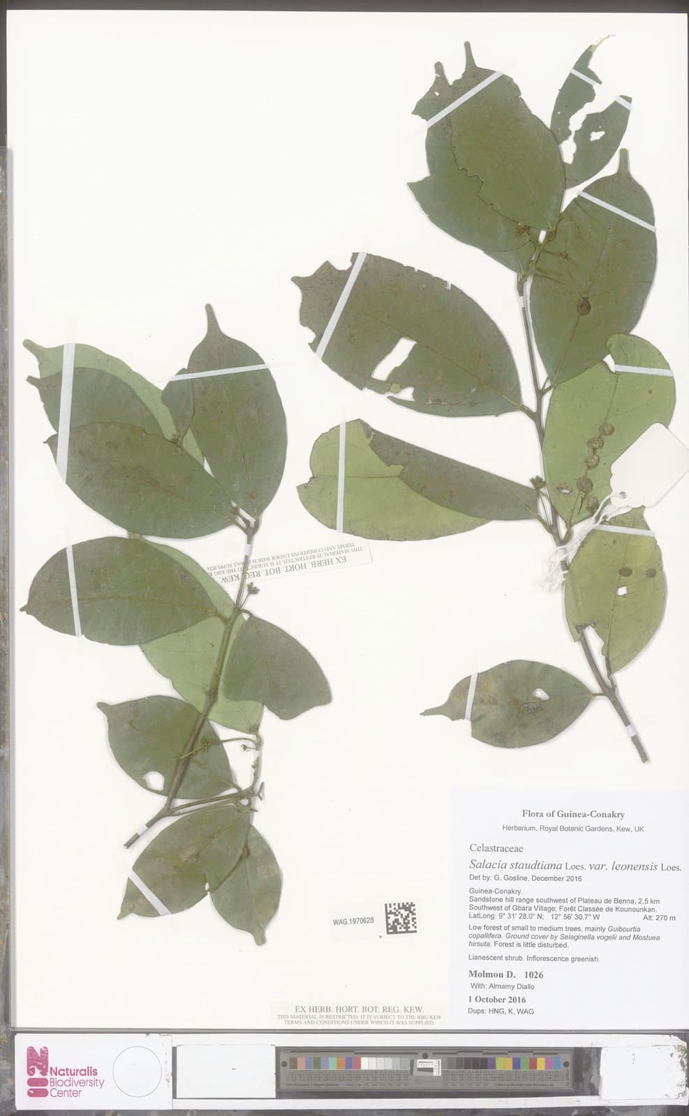 Salacia caillei A.Chev. ex Hutch. & M.B.Moss