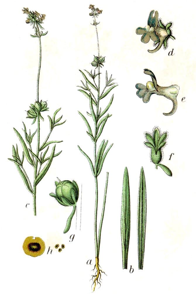 Linaria arvensis (L.) Desf.