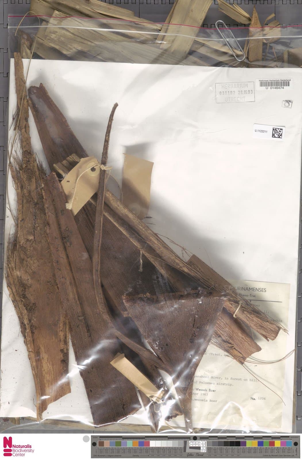 Attalea attaleoides (Barb.Rodr.) Wess.Boer