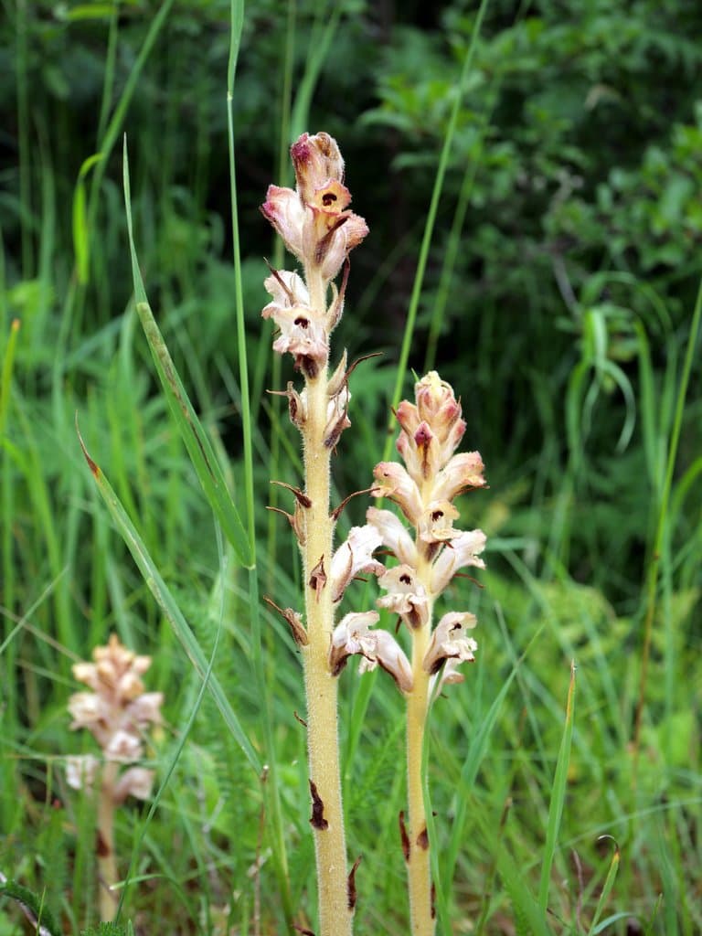 Orobanche caryophyllacea Sm.