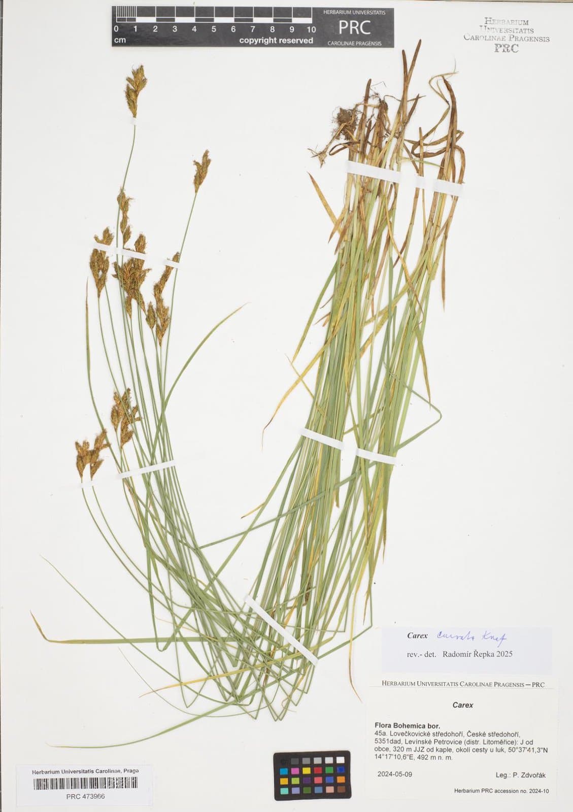 Carex curvata Knaf