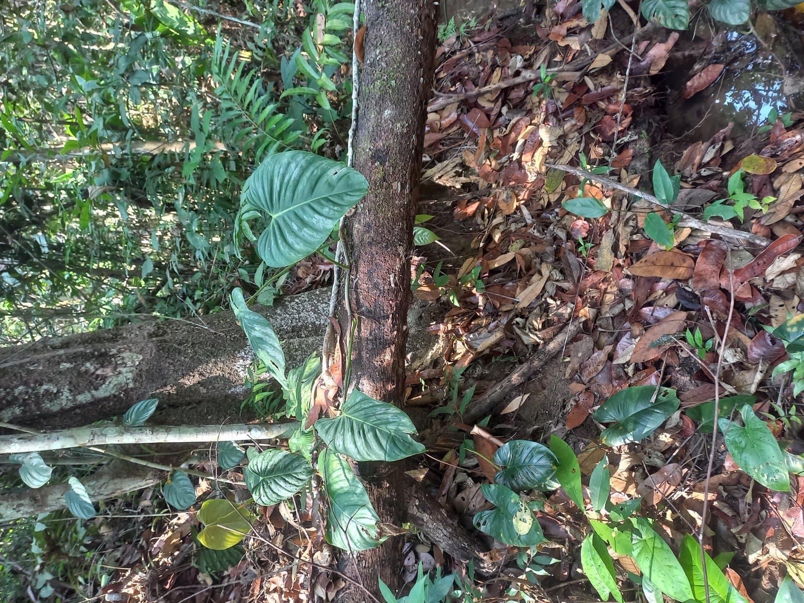 Philodendron sodiroi N.E.Br.