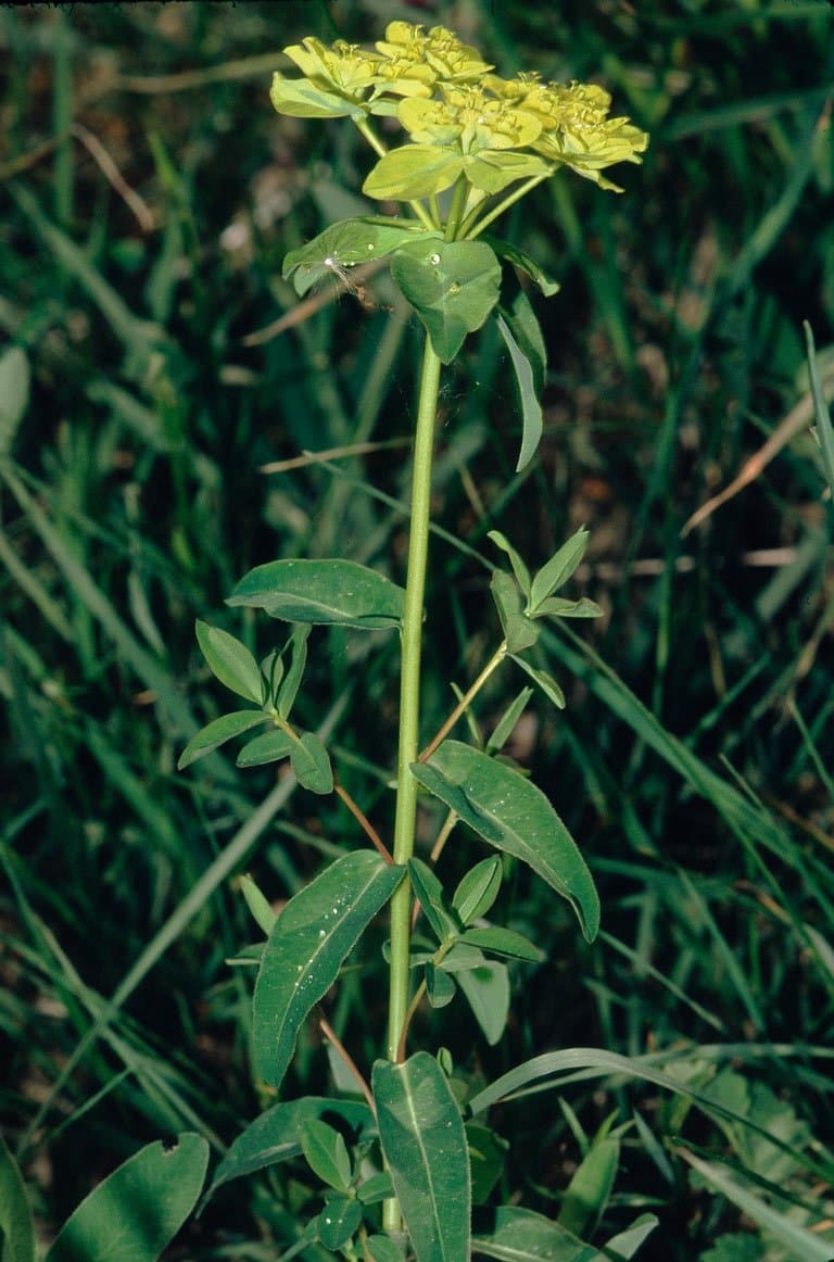 Euphorbia verrucosa L.