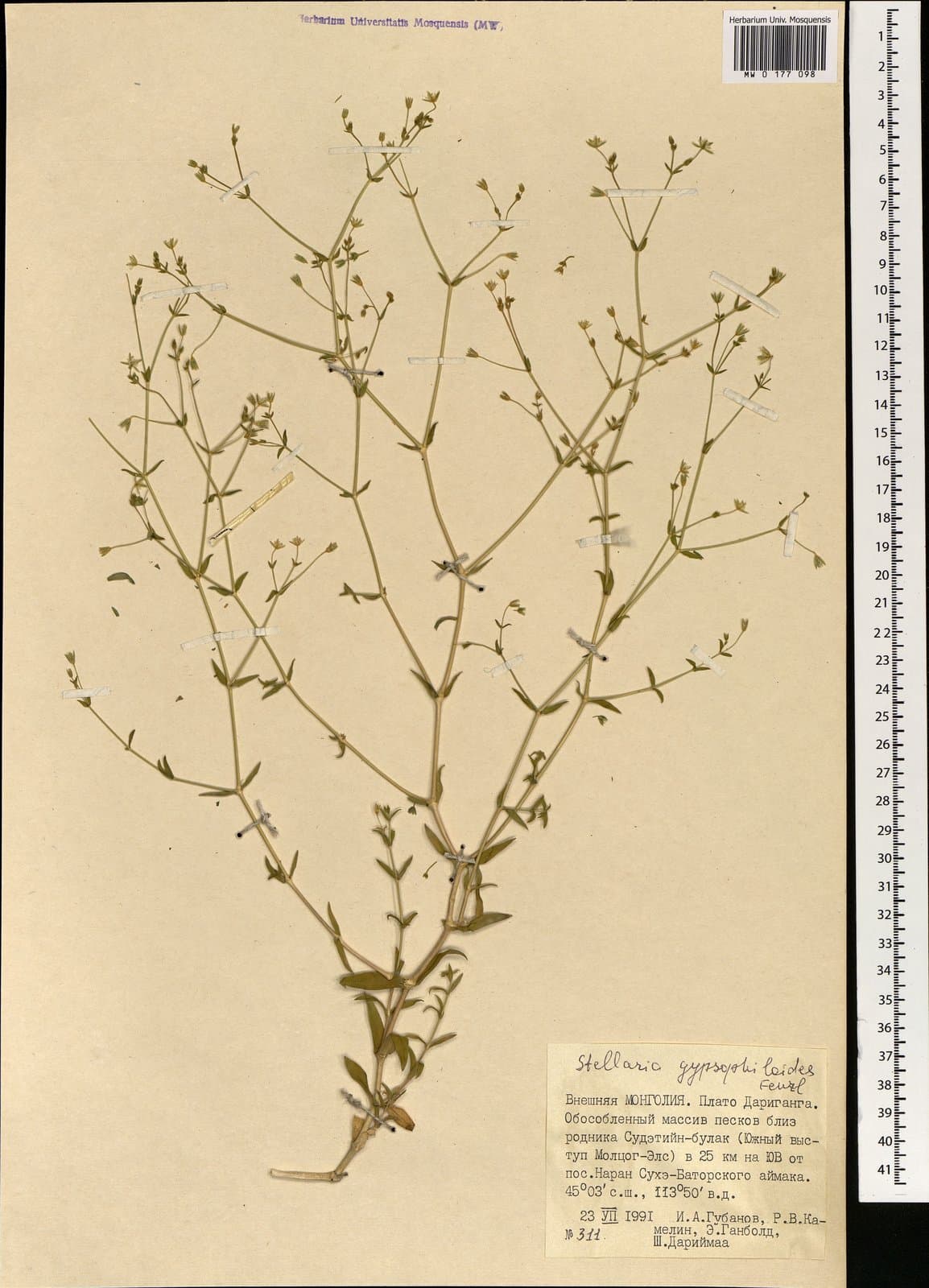 Mesostemma gypsophiloides (Fenzl) M.T.Sharples & E.A.Tripp