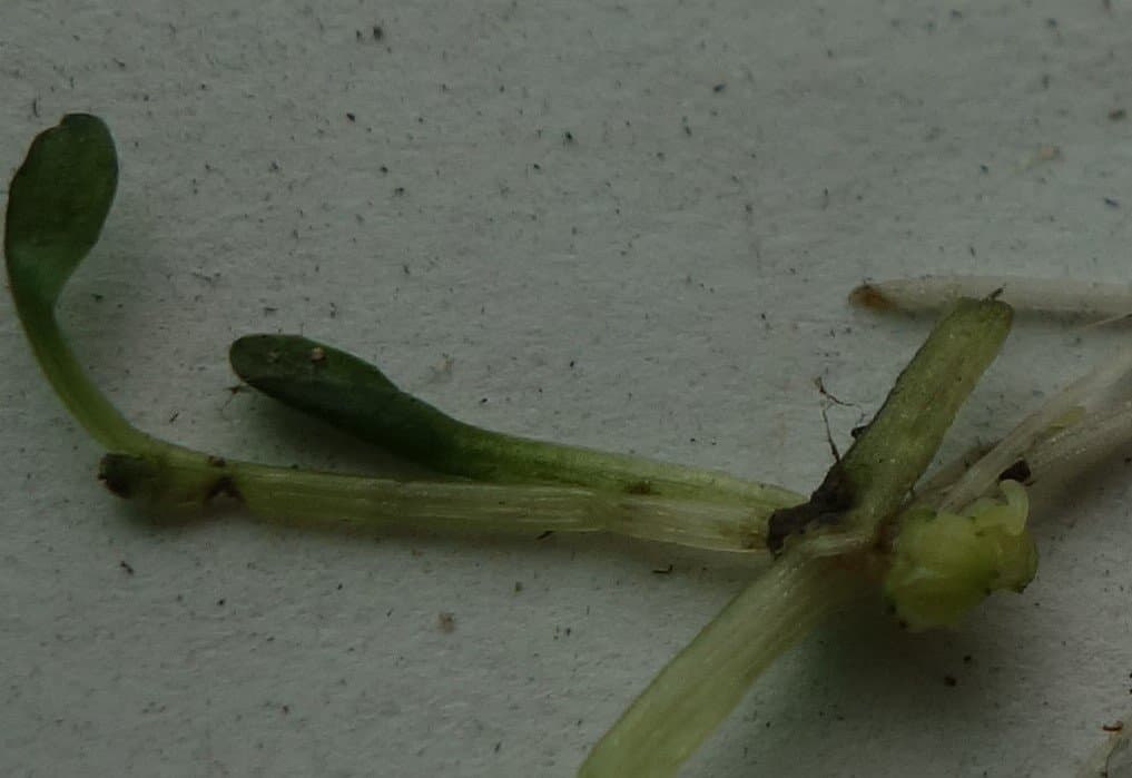 Elatine orthosperma Düben