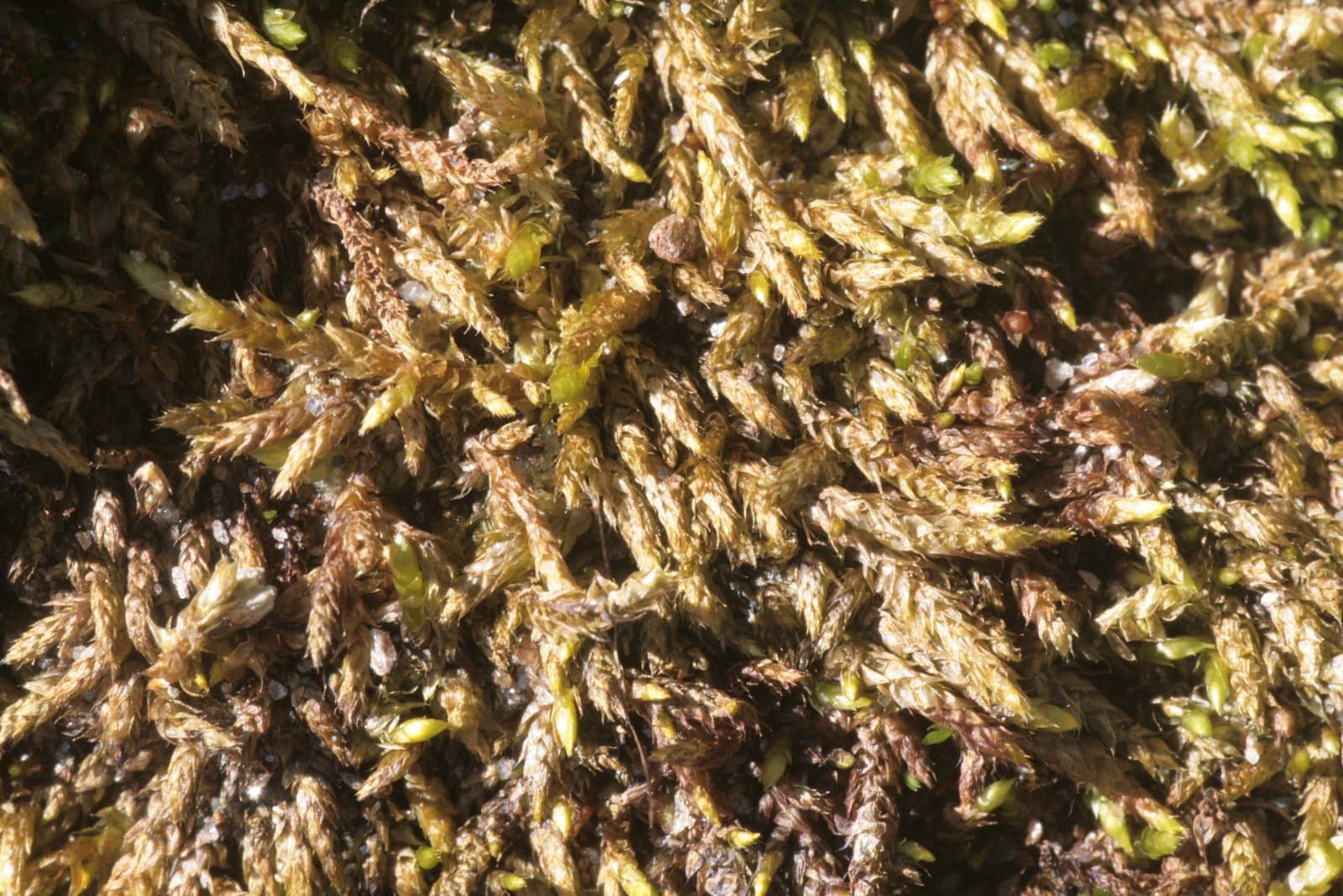 Sciuro-hypnum glaciale (Schimp.) Ignatov & Huttunen