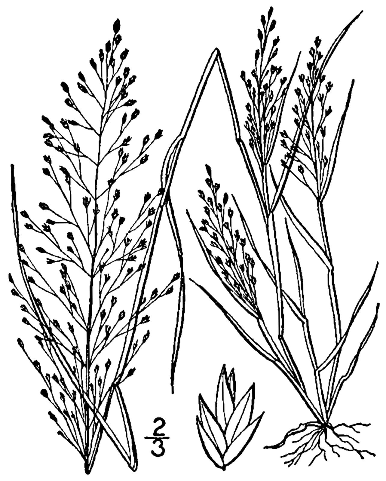 Eragrostis frankii Steud.