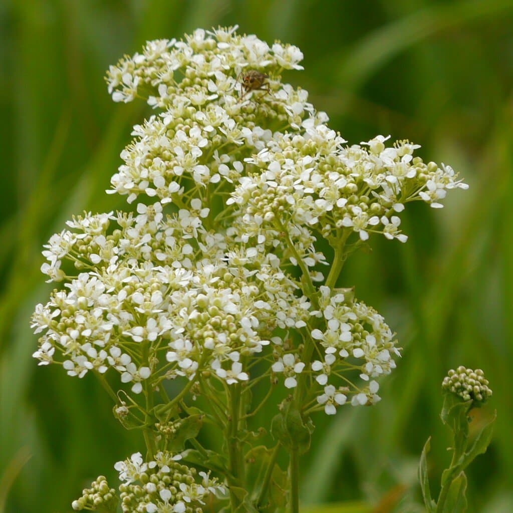 Lepidium draba L.