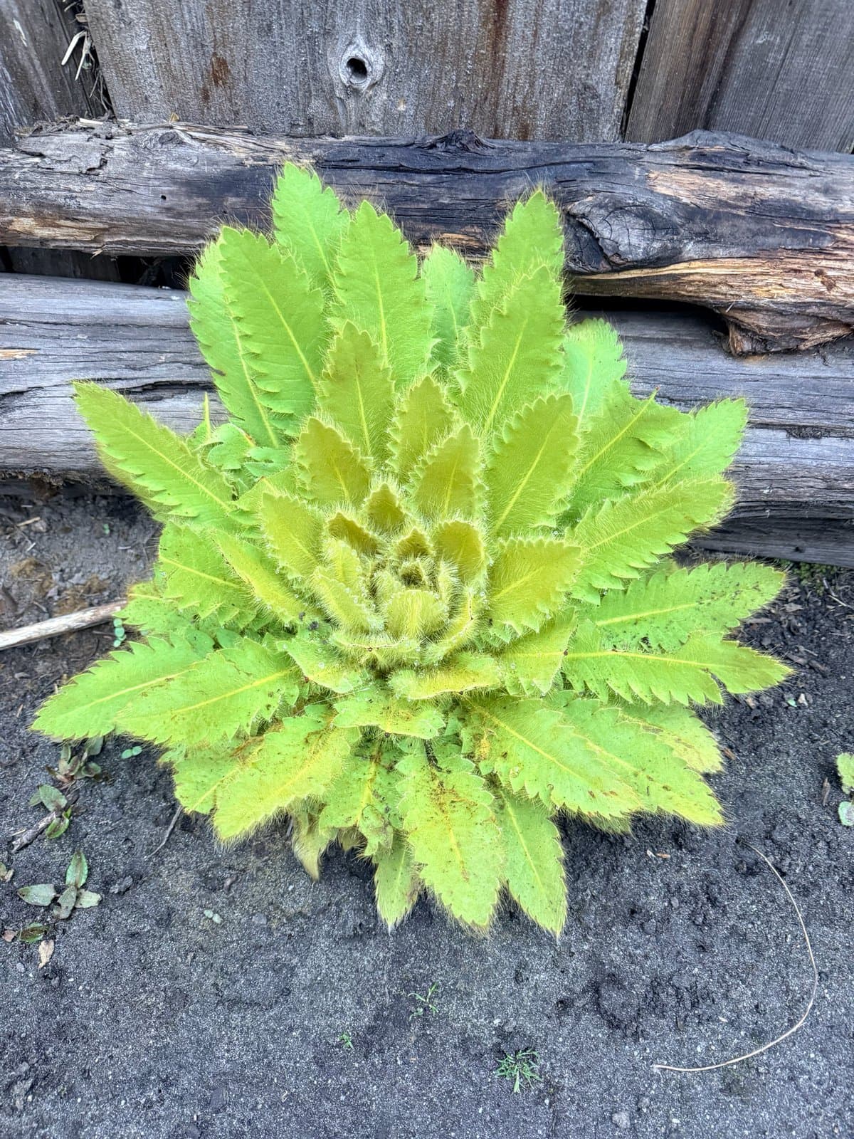 Meconopsis paniculata (D.Don) Prain