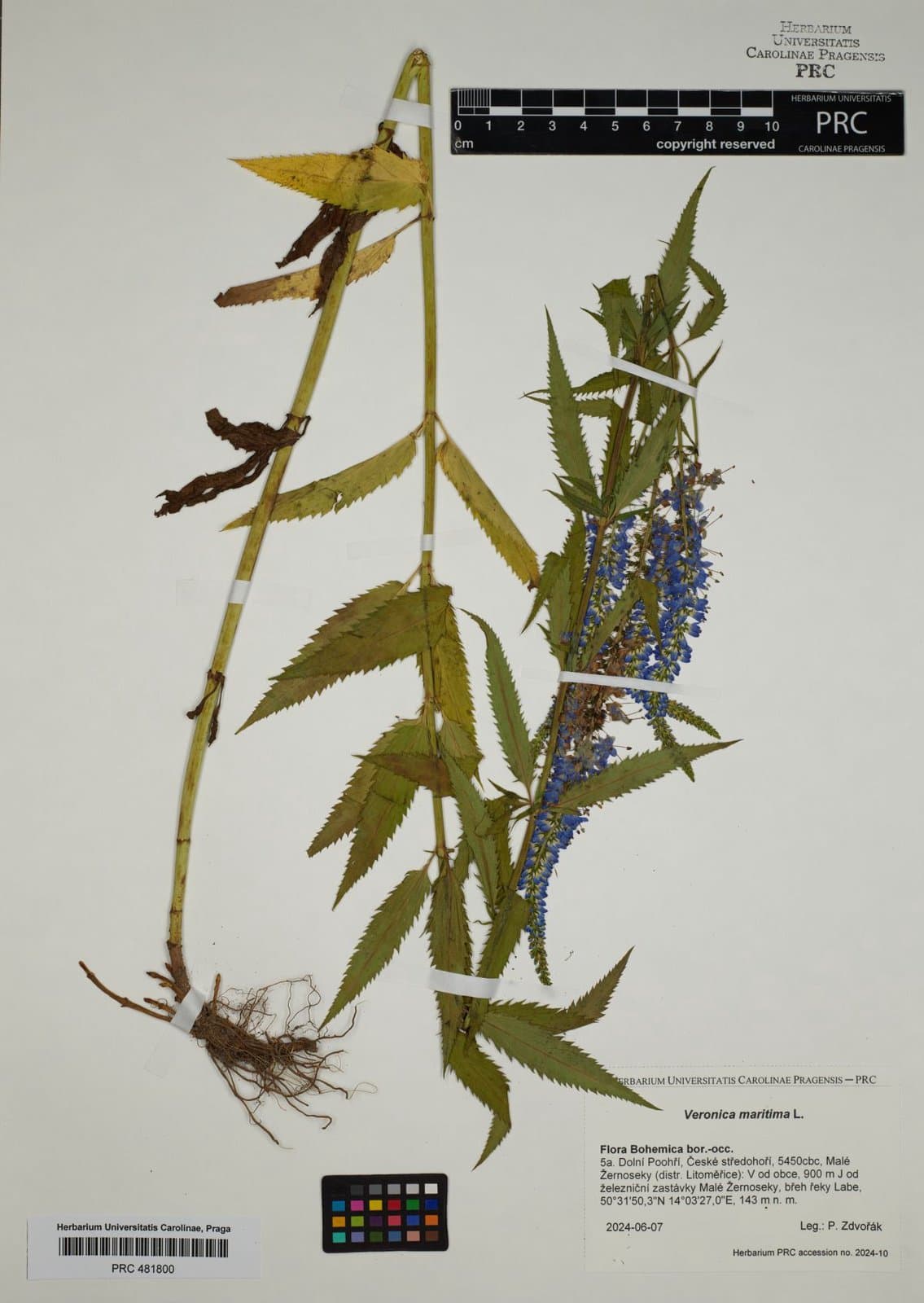 Veronica maritima L.