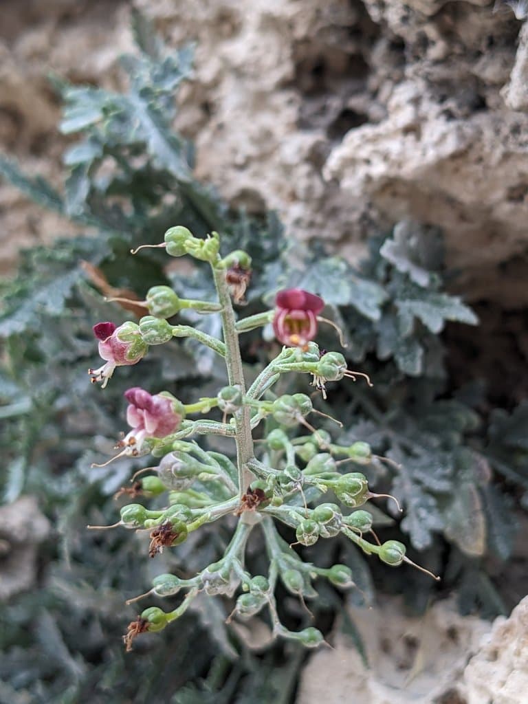Scrophularia canina L.
