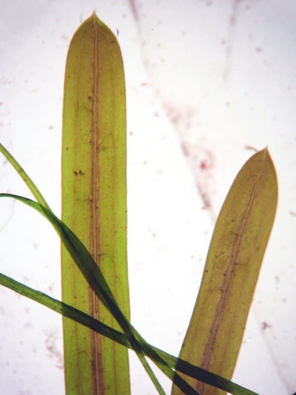 Potamogeton friesii Rupr.