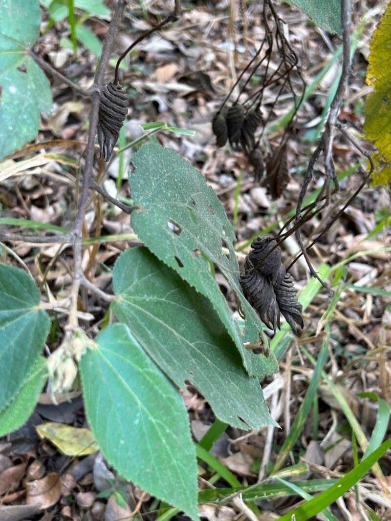Helicteres ovata Lam.