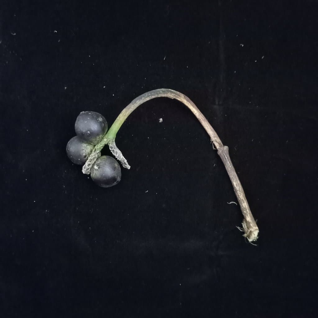 Bactris chaveziae A.J.Hend.