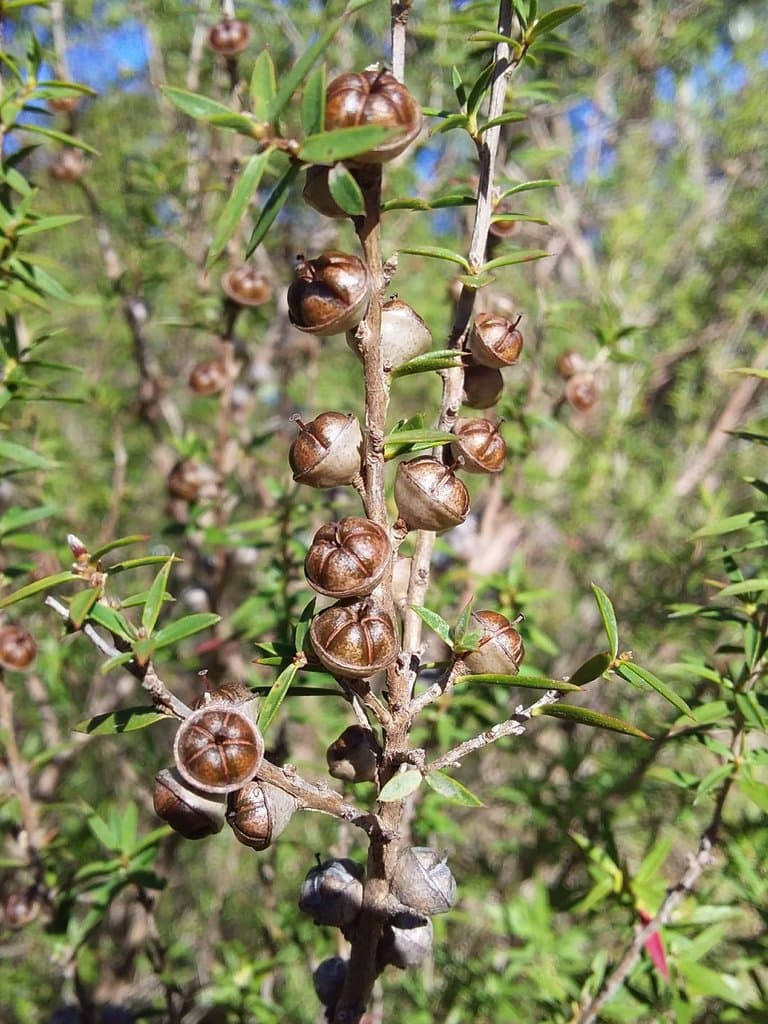 Leptospermum continentale J.Thomps.