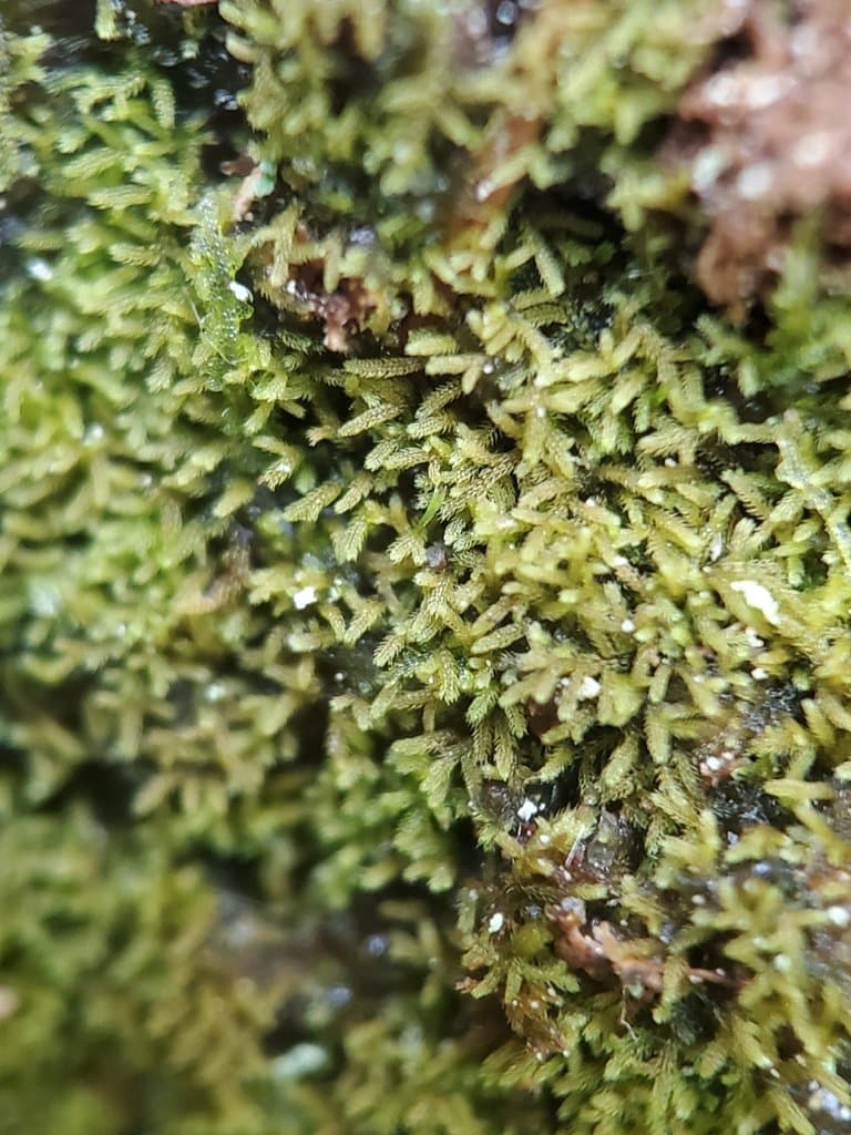 Kurzia sylvatica (A.Evans) Grolle