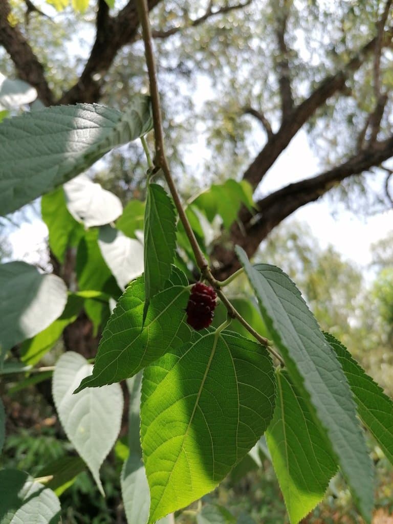 Morus celtidifolia Kunth