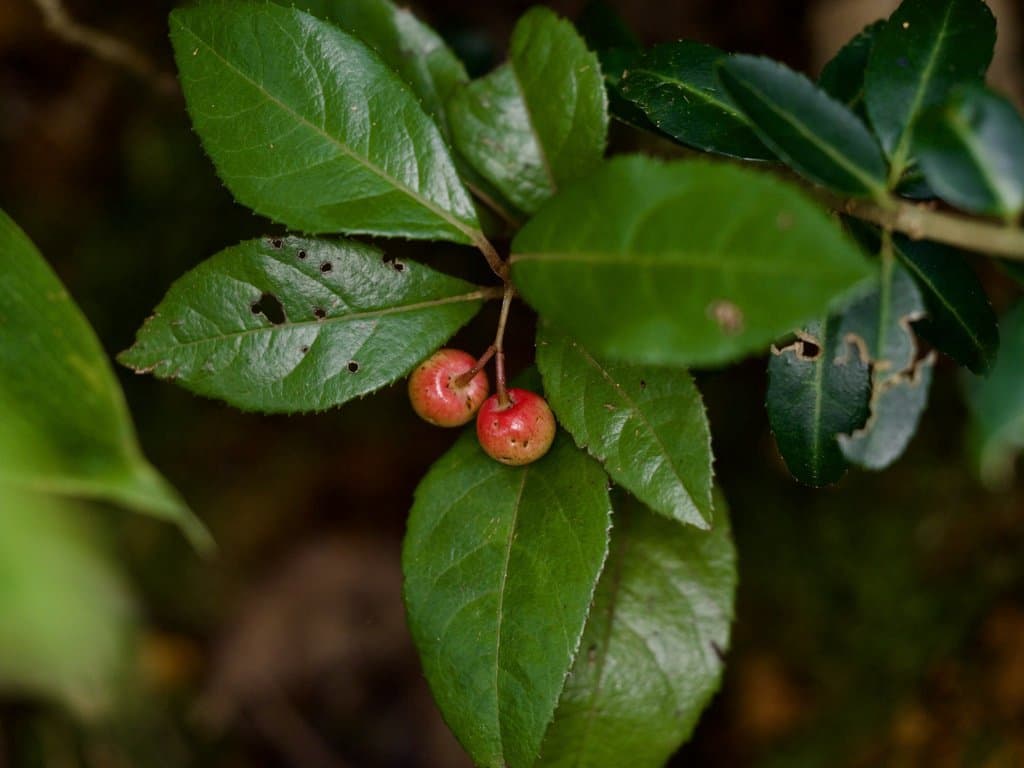 Ardisia japonica (Thunb.) Blume