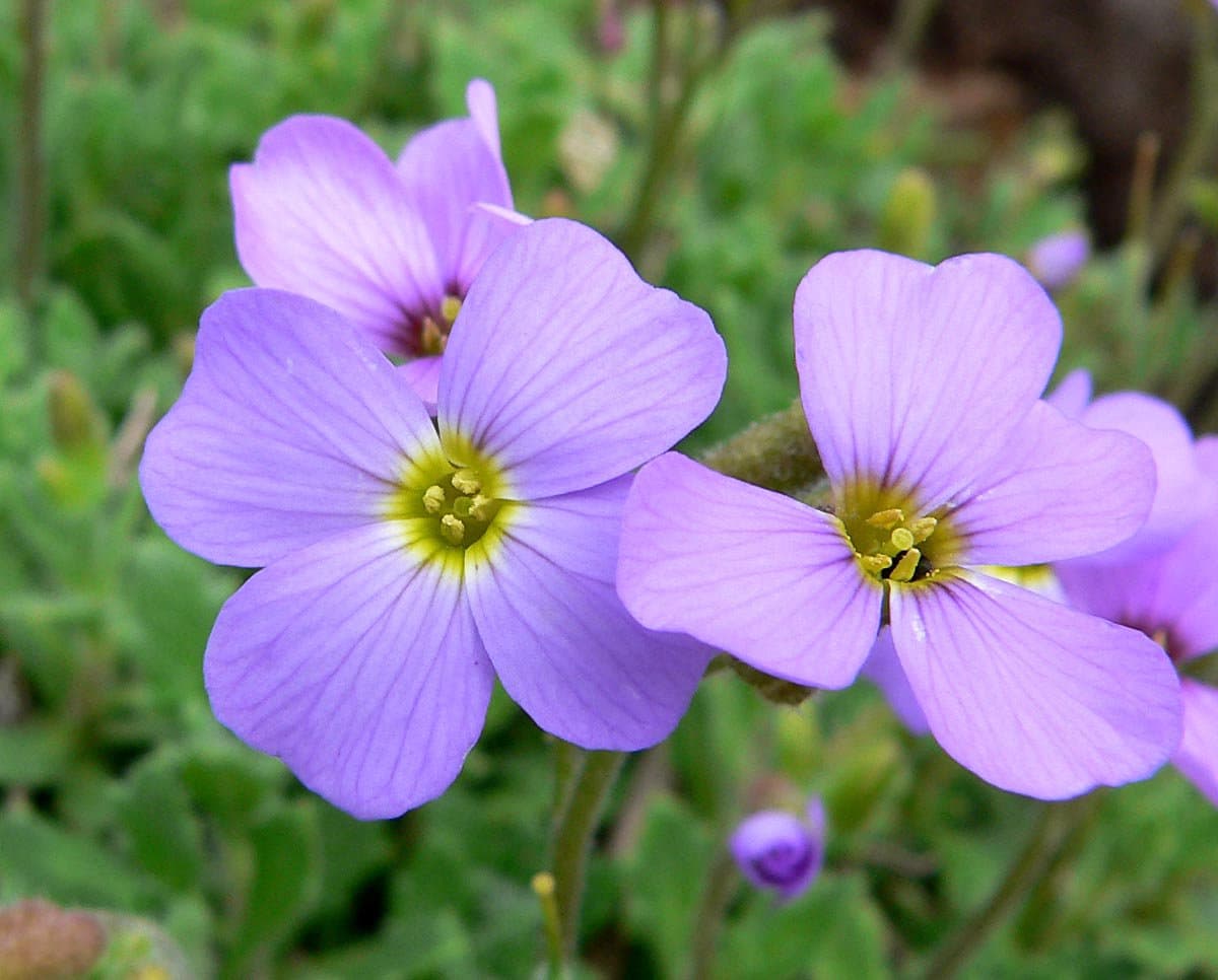 Aubrieta deltoidea (L.) DC.