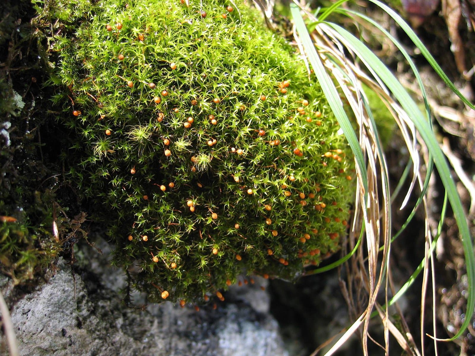 Plagiopus oederianus (Sw.) H.A.Crum & L.E.Anderson