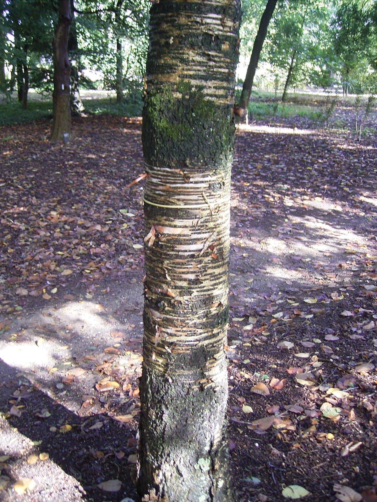 Betula maximowicziana Regel