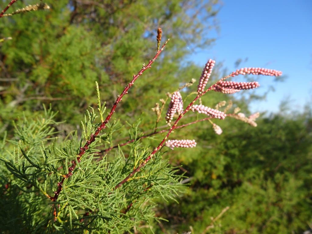 Tamarix gallica L.